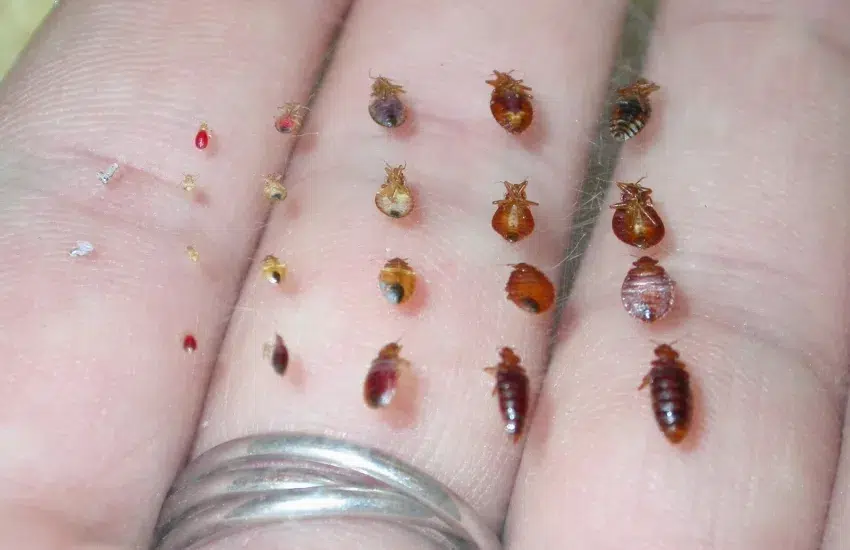 bed bugs life cycle from eggs to adults on a hand