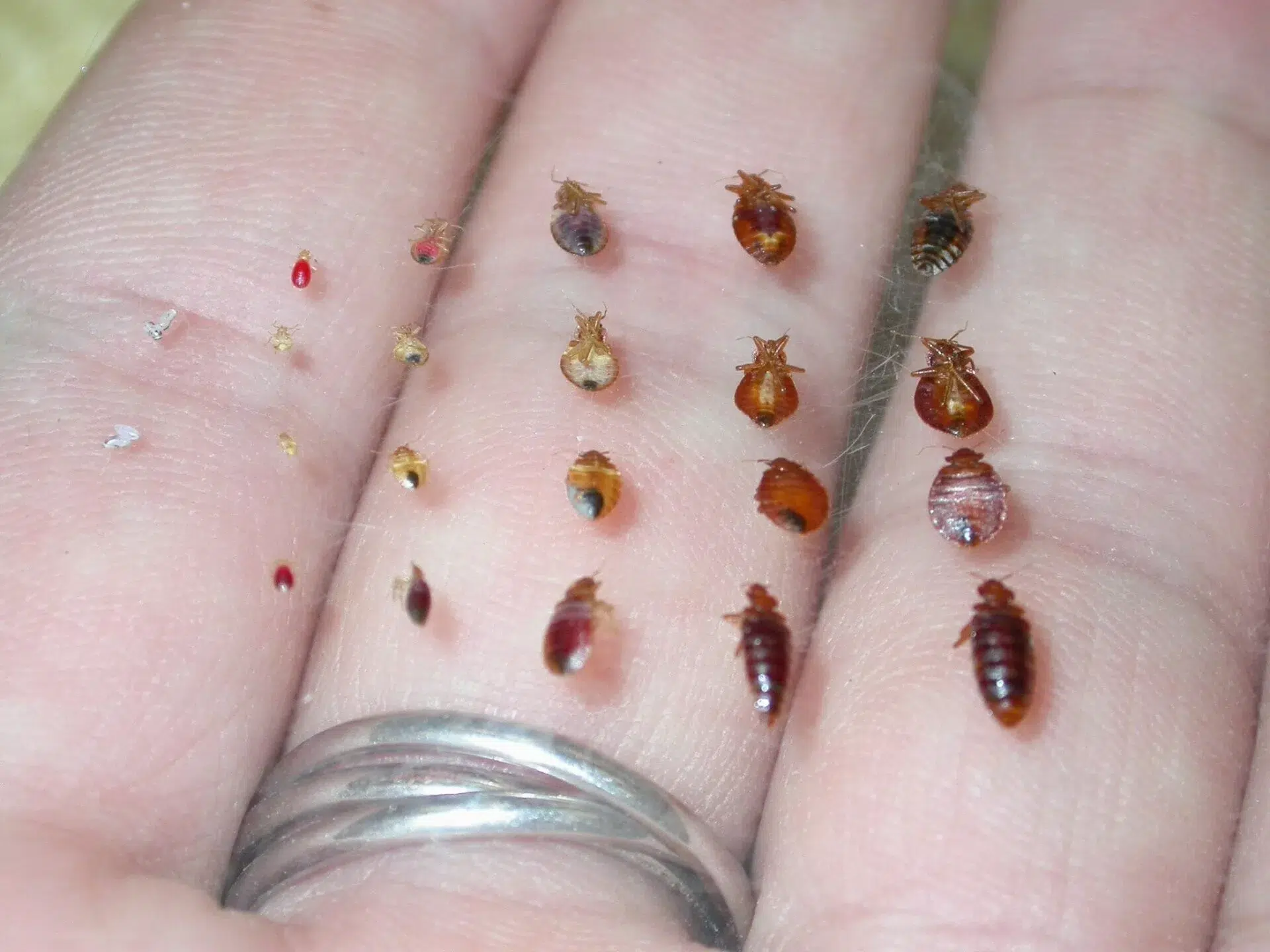 bed bugs life cycle from eggs to adults on a hand