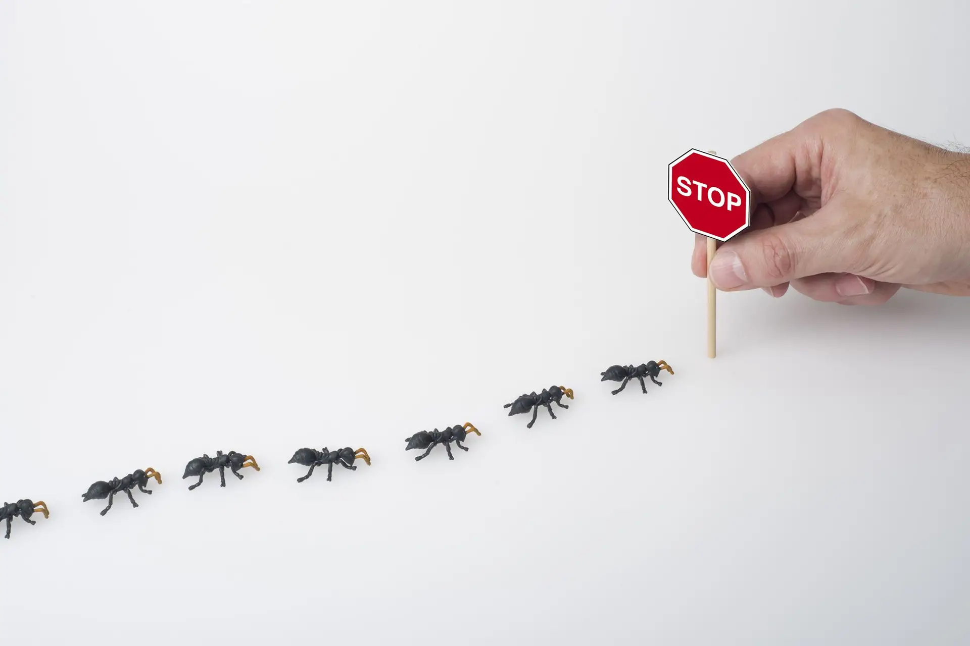 Stop sign held by person near line of ants ants in front of stop sign