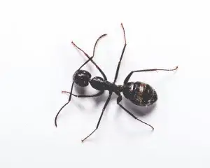 a black carpenter ant on a white background