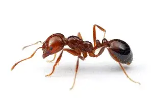 A close-up image of a fire ant crawling on the ground