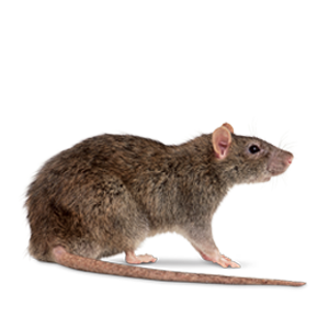 rats exterminators avatar