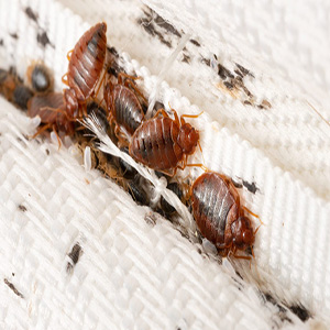 Bed Bugs infestation extermination avatar