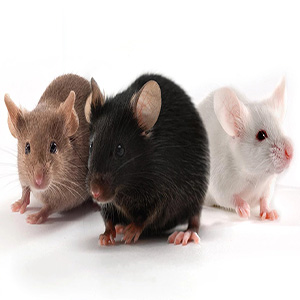 rats extermination avatar