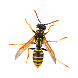 wasp pest control avatar